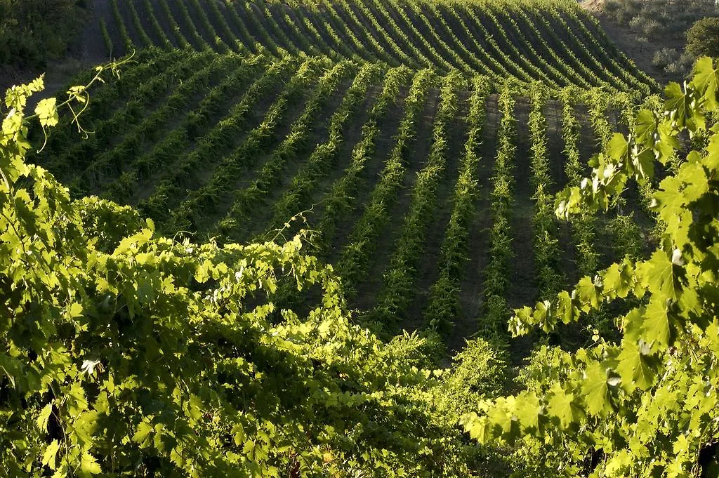 Farm stay Agriturismo Castello Di Querceto Lucolena in Chianti Italy